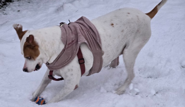 My dog Miley, playing in the snow.